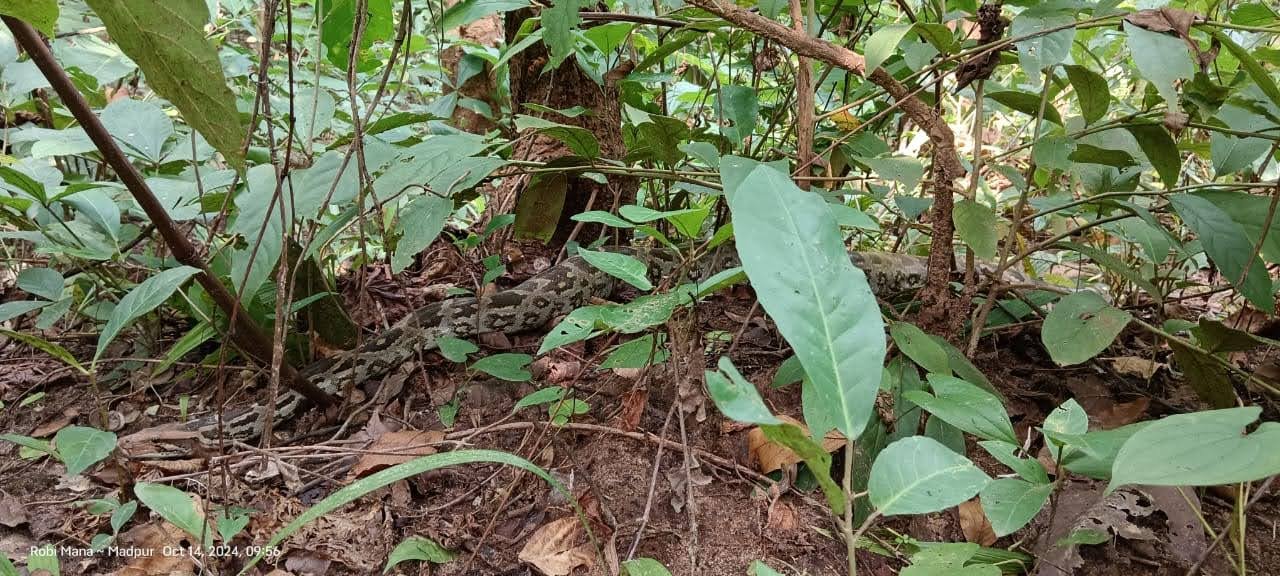 Python : খাবারের খোঁজে জঙ্গল থেকে বাড়িতে পৌঁছে গেল ১৫ ফুটের ময়াল সাপ, আতঙ্ক