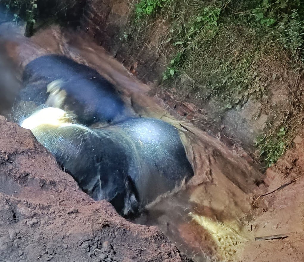 Elephant : শাবককে উদ্ধার করতে গিয়ে কুঁয়োতে পড়ে গেল হস্তিনী, রাতভর অভিযান চালিয়ে উদ্ধার Elephant : শাবককে উদ্ধার করতে গিয়ে কুঁয়োতে পড়ে গেল হস্তিনী, রাতভর অভিযান চালিয়ে উদ্ধার