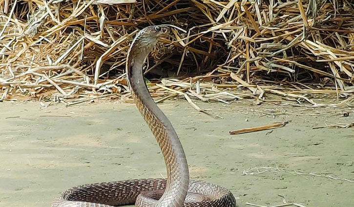 Snake recovery : সাপ ধরতে এসে কেউটের ছোবল সাপুড়েকে ! দ্রুত ভর্তি করা হলো হাসপাতালে