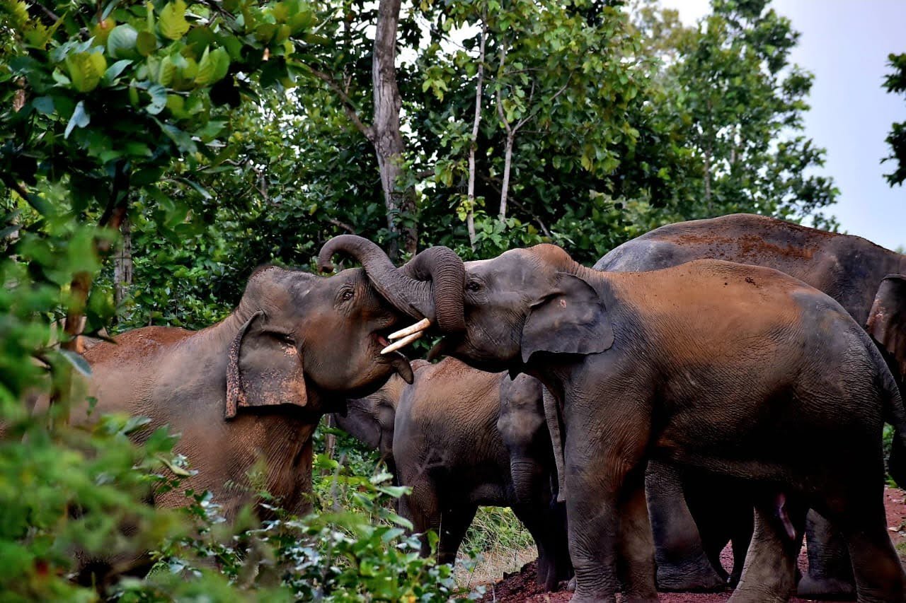Elephant attack: মেদিনীপুর শহরের উপকণ্ঠে হাতির দল, বাড়ছে উদ্বেগ