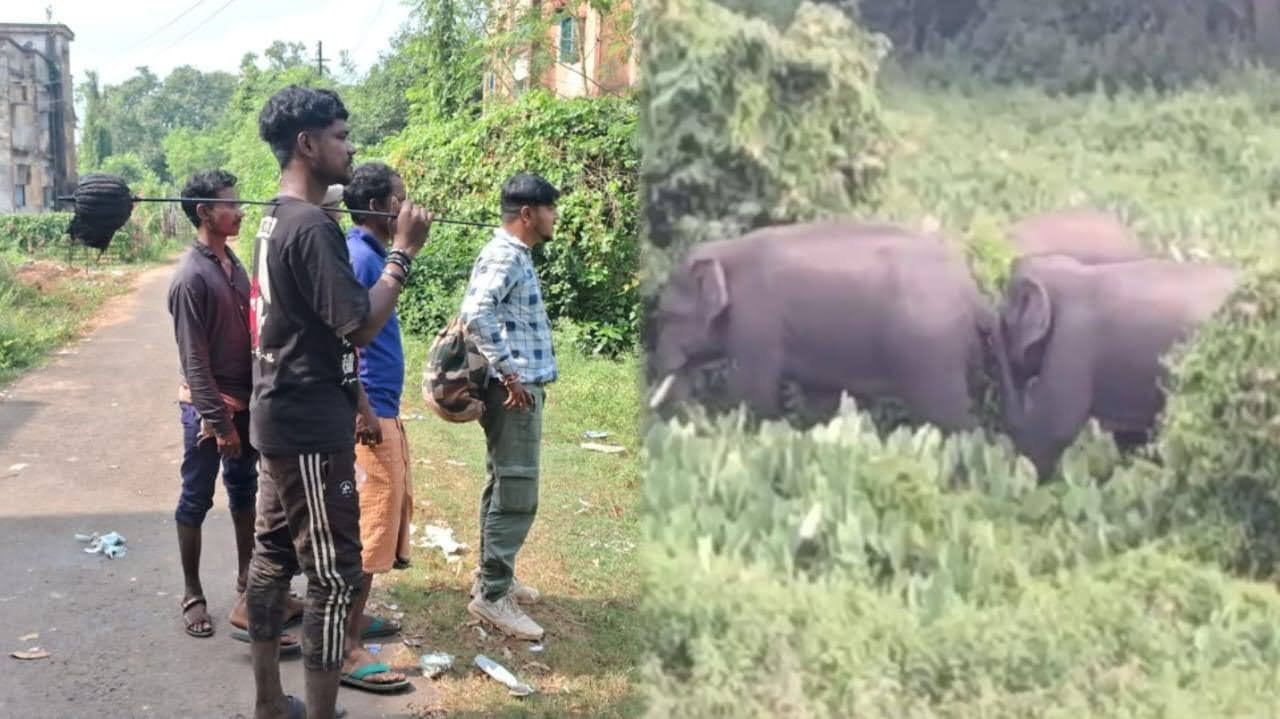 Elephant attack: মেদিনীপুর শহরে বাধা পেয়ে হাতির দল পৌঁছে গেল খোদ খড়্গপুর শহরে, সকাল থেকে খড়্গপুর তটস্থ