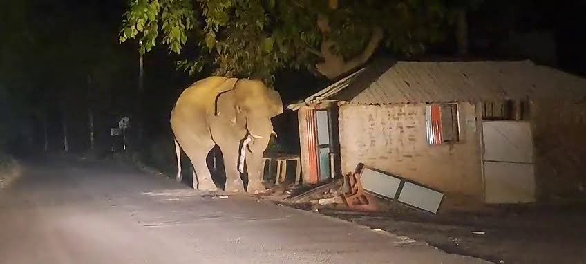 Elephant attack: রাতের বেলা খাবারের দোকান ভেঙে কুড়কুড়ে-র প্যাকেট লুট করছে হাতি, ধরা পড়ল ক্যামেরায়